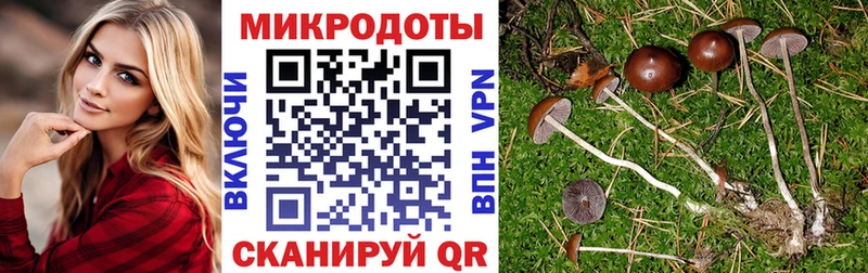 Галлюциногенные грибы Psilocybe  закладка  Суоярви 